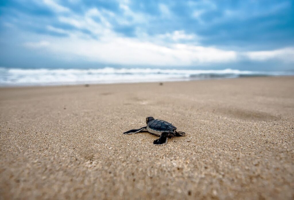 turtle, baby turtle, beach, chick, young, sand, sandy, coast, nature, animal, reptiles, wild animals, wildlife pictures, sea turtle